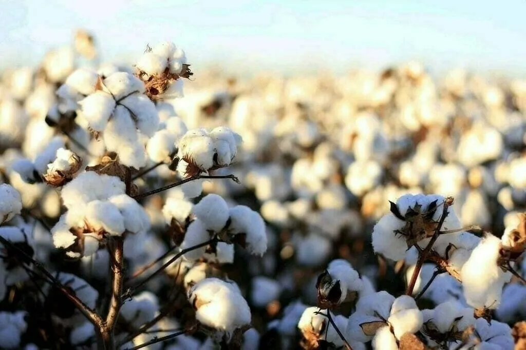 Cotton-production.webp